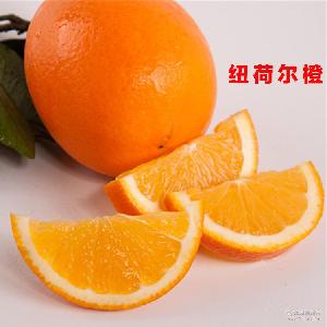 綠爾果汁 價格、型號與選購指南，助您品味新鮮水果零售的健康之選