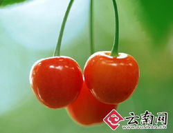 干旱減產致云南本地水果價格攀升，新鮮零售市場迎來挑戰